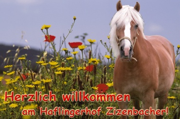 Homepage Haflingerhof Zizenbacher