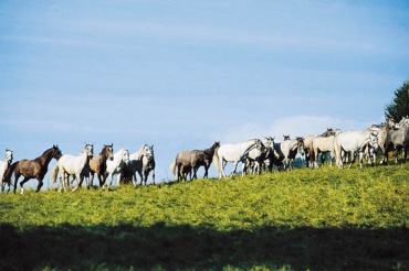 Quelle: www.lipizzanerheimat.com
