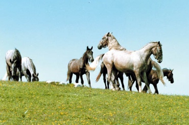Quelle: www.lipizzanerheimat.com