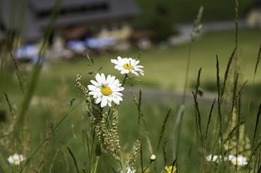 Quelle: www.gaalerhof.at