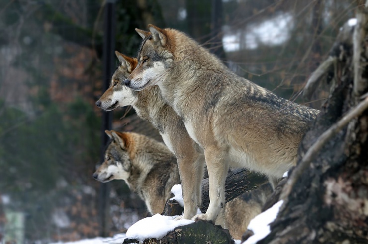 Quelle: Alpenzoo Innsbruck-Tirol