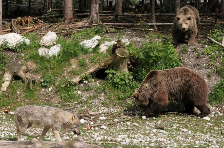 Quelle: Cumberland Wildpark Grünau